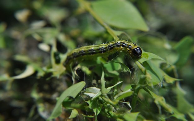 Buchsbaumzuensler (08)